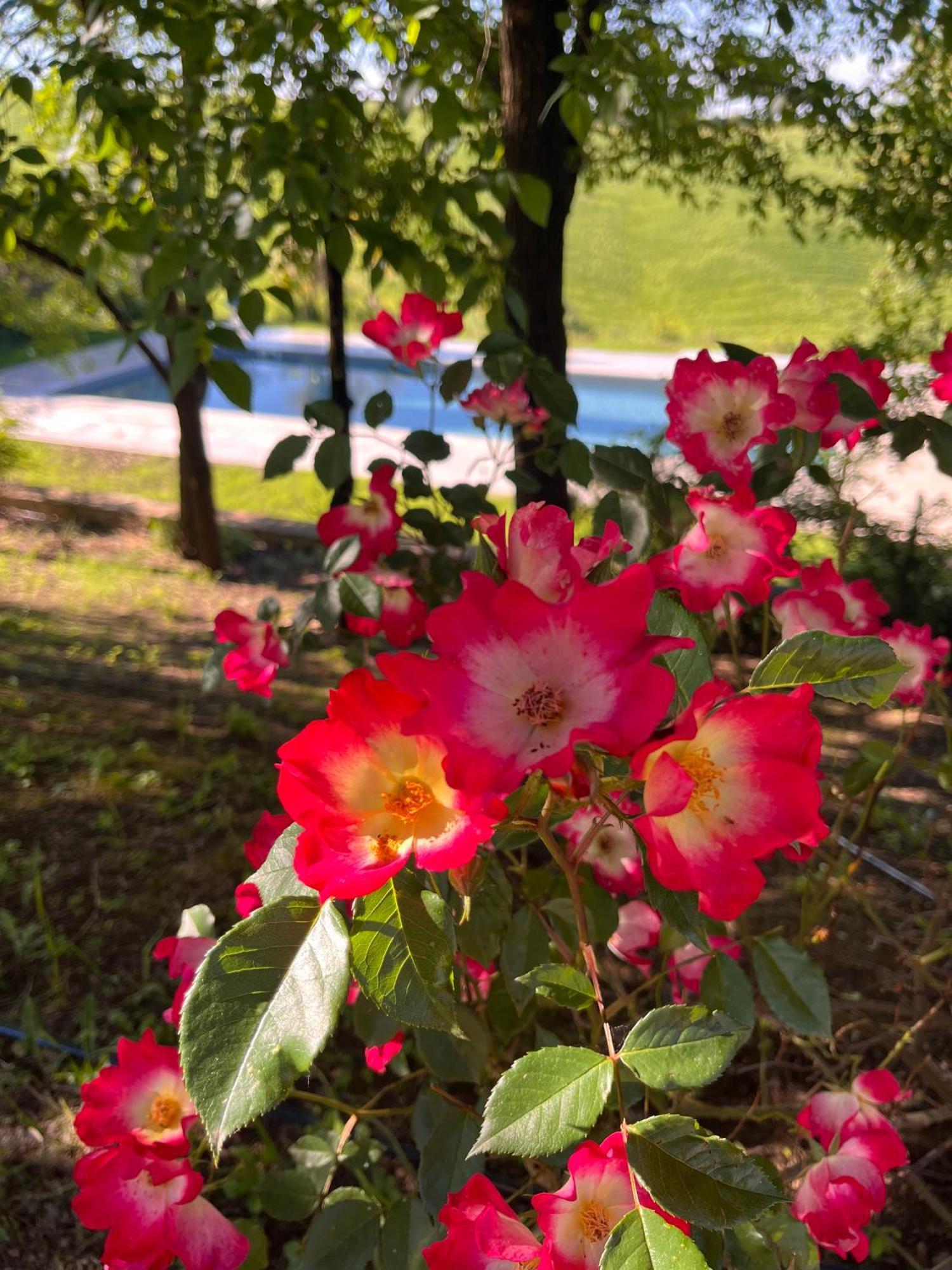 Agriturismo San Fabio Castelnuovo Berardenga Εξωτερικό φωτογραφία